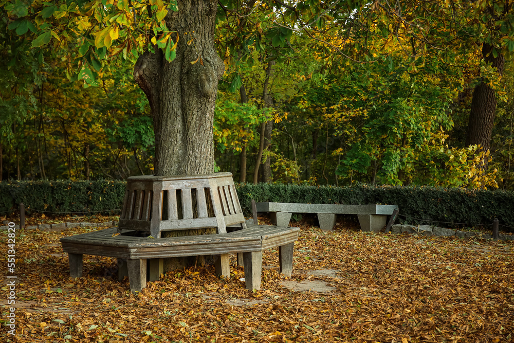 Wooden bench around tree and fallen leaves in autumn park