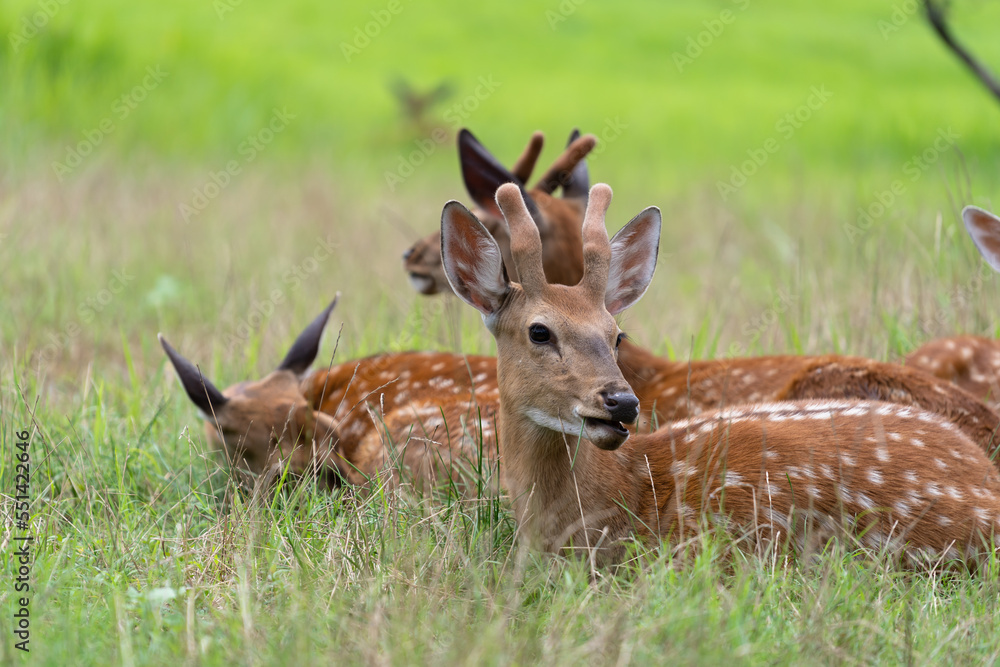 deer in the zoo