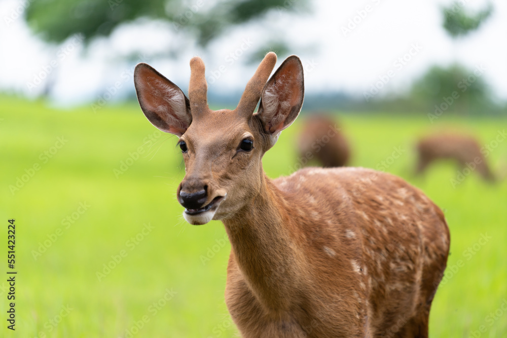 deer in the zoo