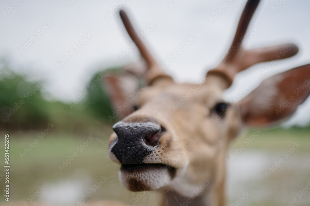 deer in the zoo