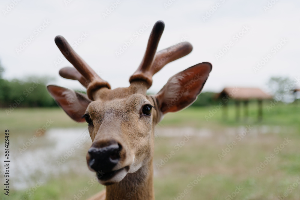 deer in the zoo