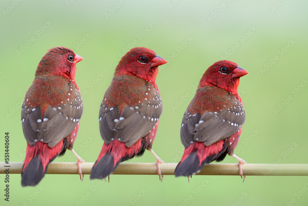 triple red brids with white spots and brown wings perching together on thin grass branch expose over