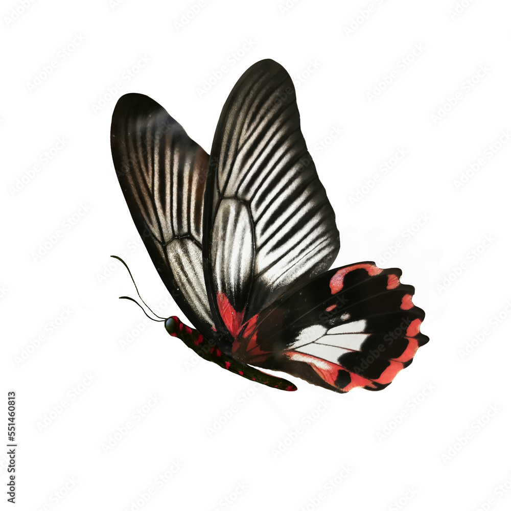 Beautiful black-red butterfly Papilio Rumanzovia in flight isolated on white background. Macro.