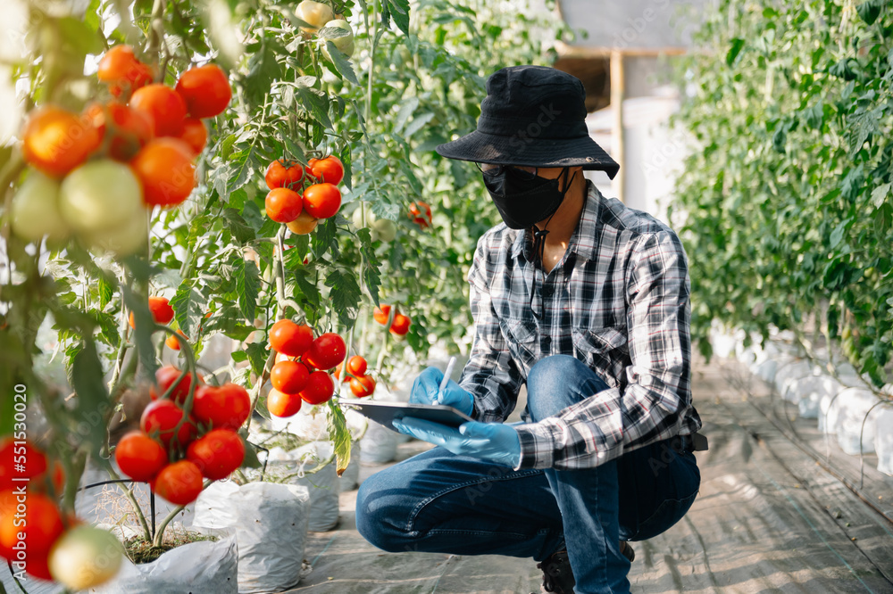 farmer man watching organic tomatoes in greenhouse, Farmers working smart farming.