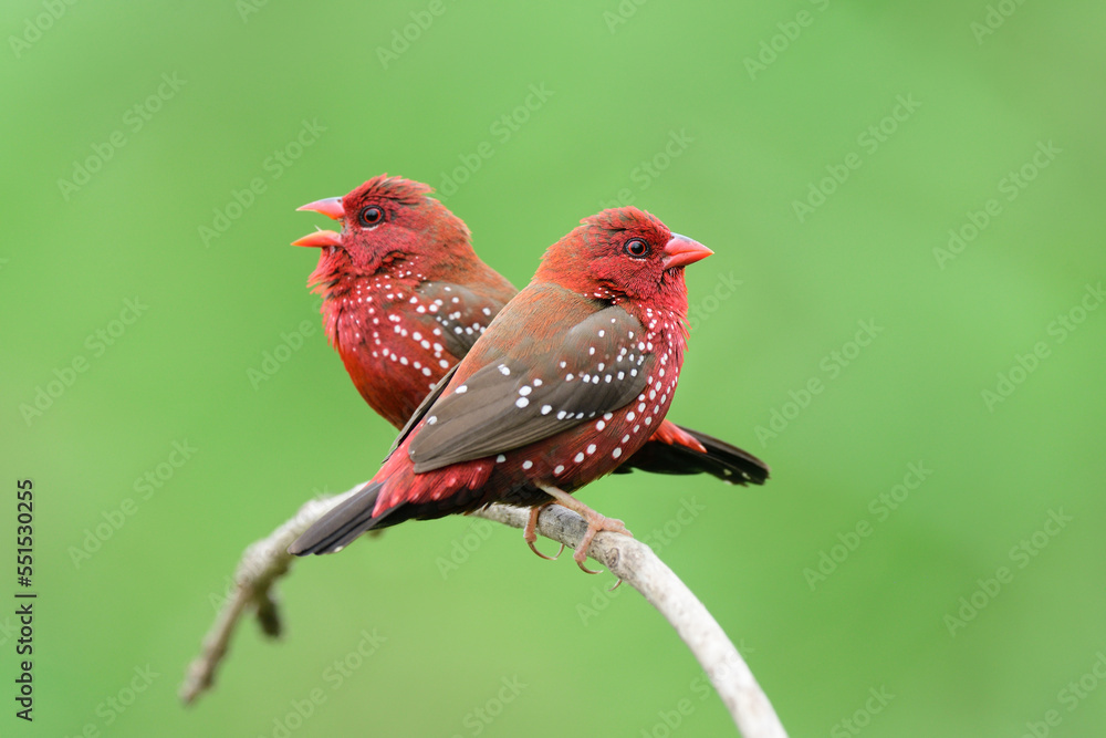 singing fire ball red bird while perching on curve branch in breeding season, Red avadavat