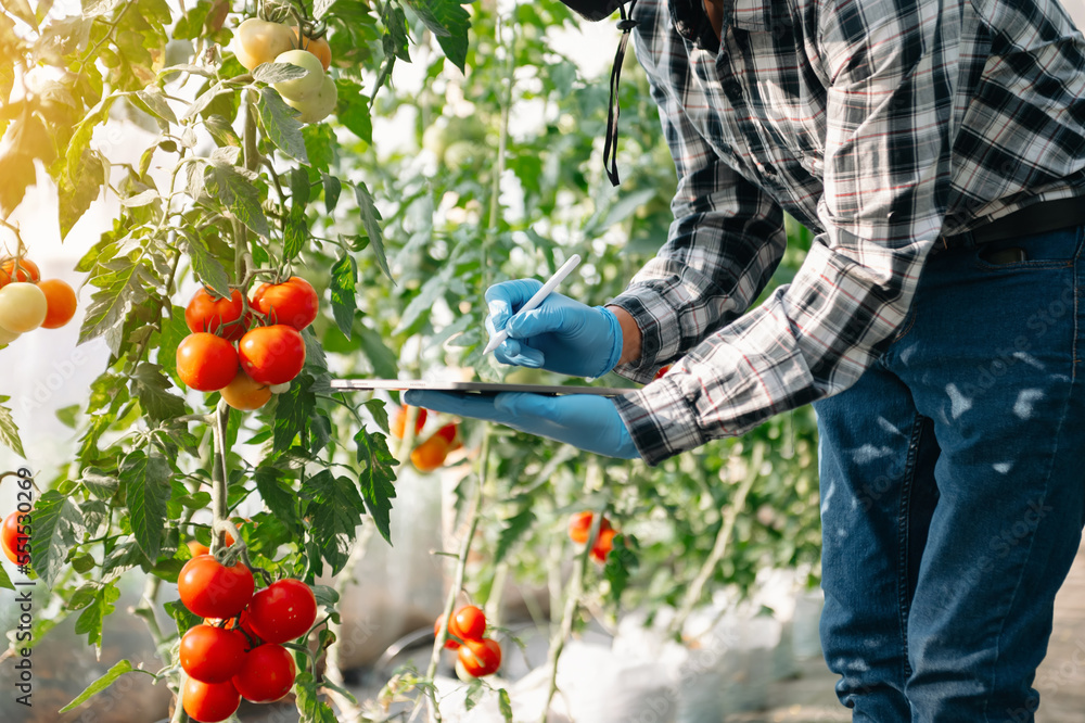 Agriculture uses production control tablets to monitor quality vegetables and tomato at greenhouse. 