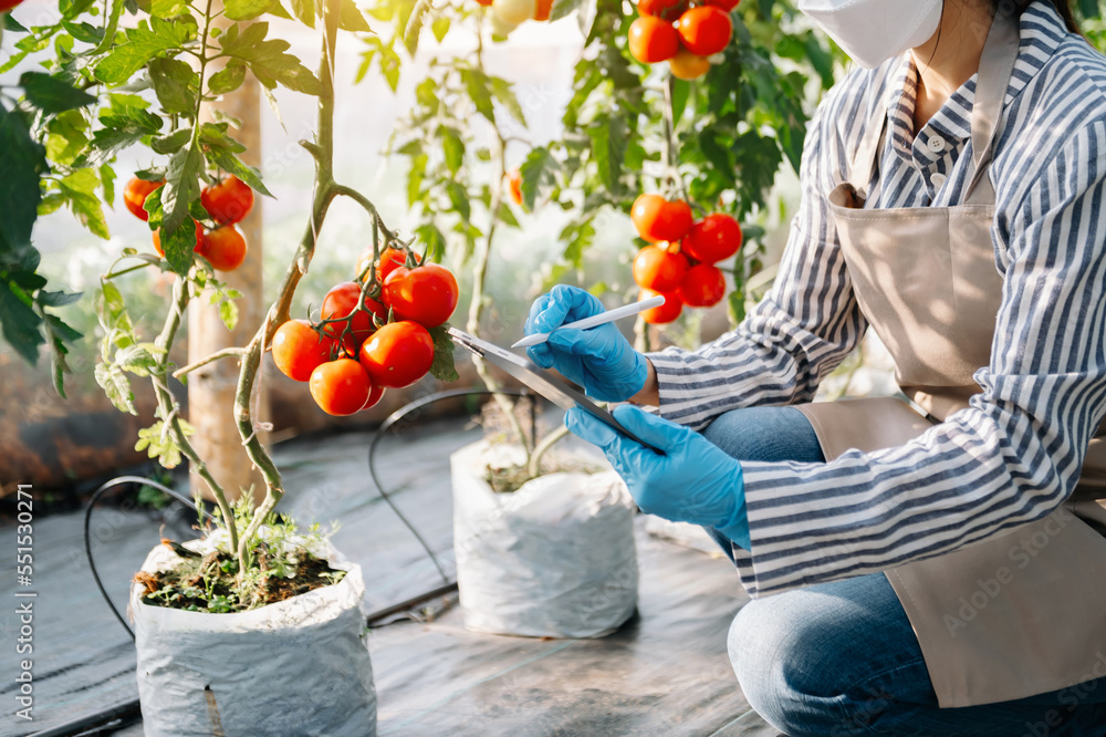  Woman watching organic tomatoes using digital tablet in greenhouse, Farmers working