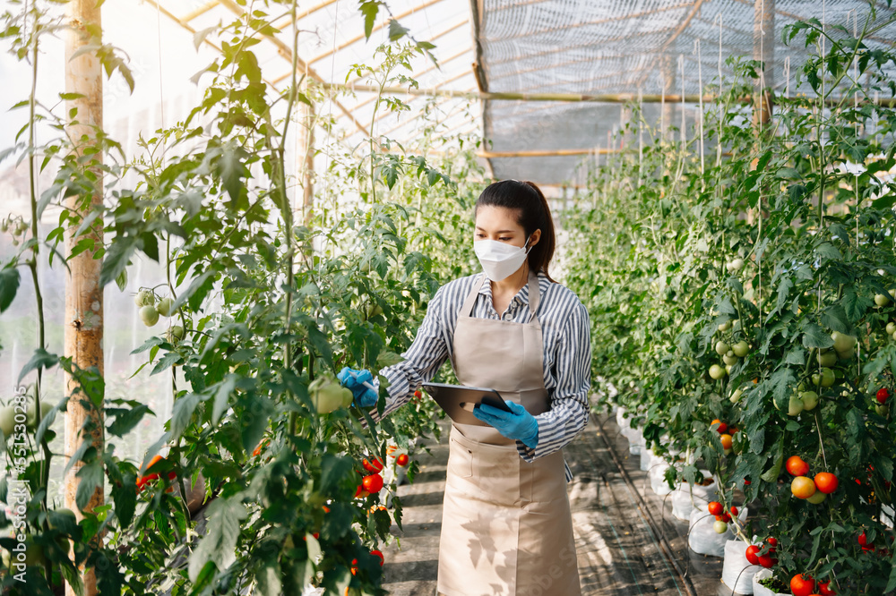 Farmer woman using digital tablet in greenhouse, Farmers working in smart farming growing activity