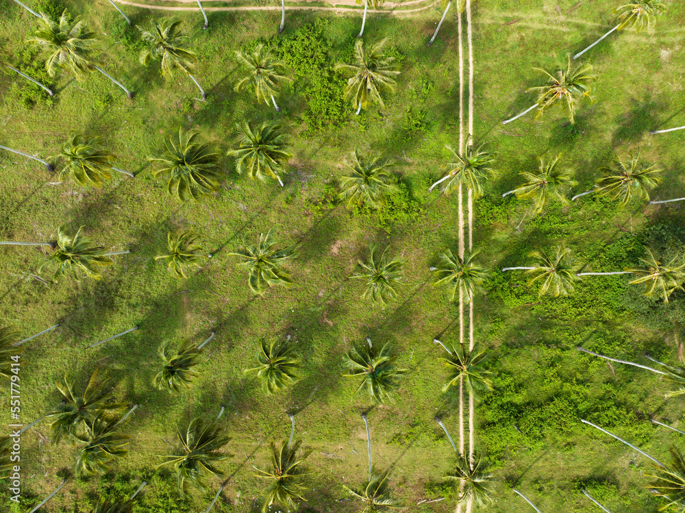 Aerial view Drone camera of Amazing coconut palm trees near the beach in Thailand Beautiful nature l