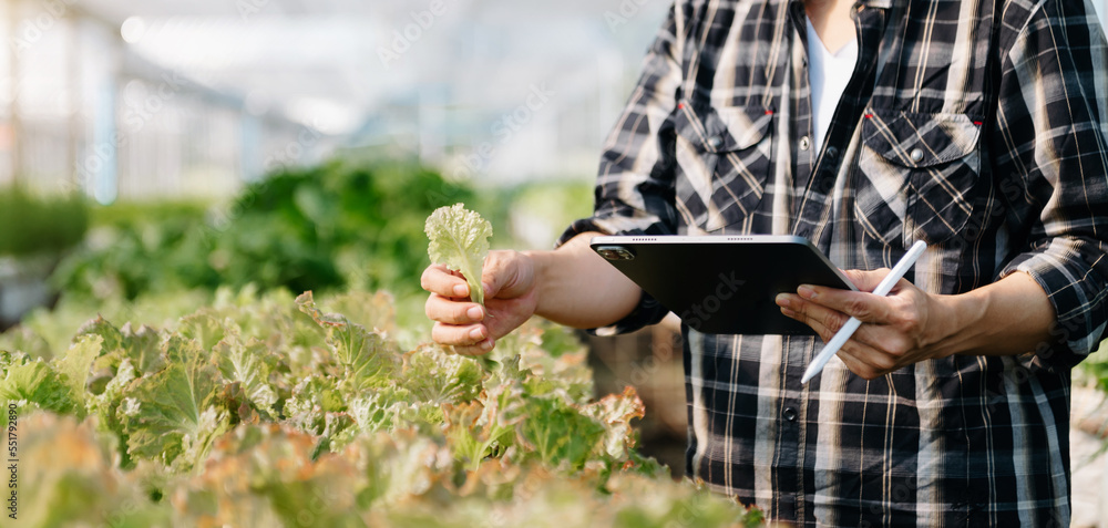 一名妇女在农场里亲手种植生菜的特写镜头。