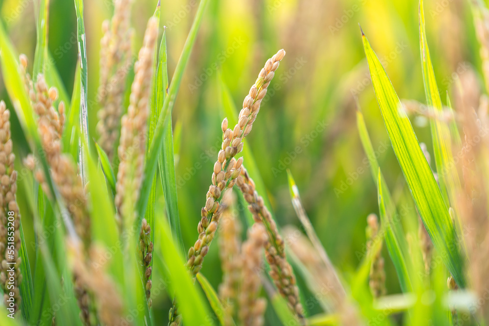 rice in the field