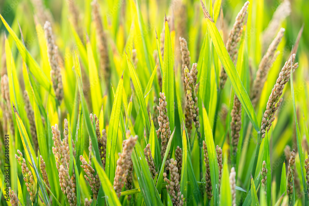 green grass background