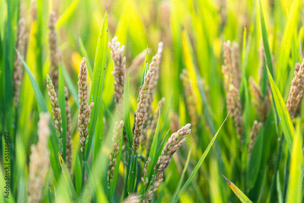 rice in farm