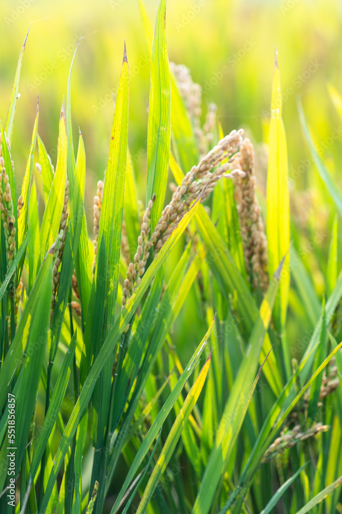 rice in the field