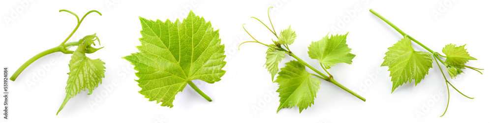 Grape leaf isolated. Young grape leaves with branch and tendrils on white background. Grape leaf col