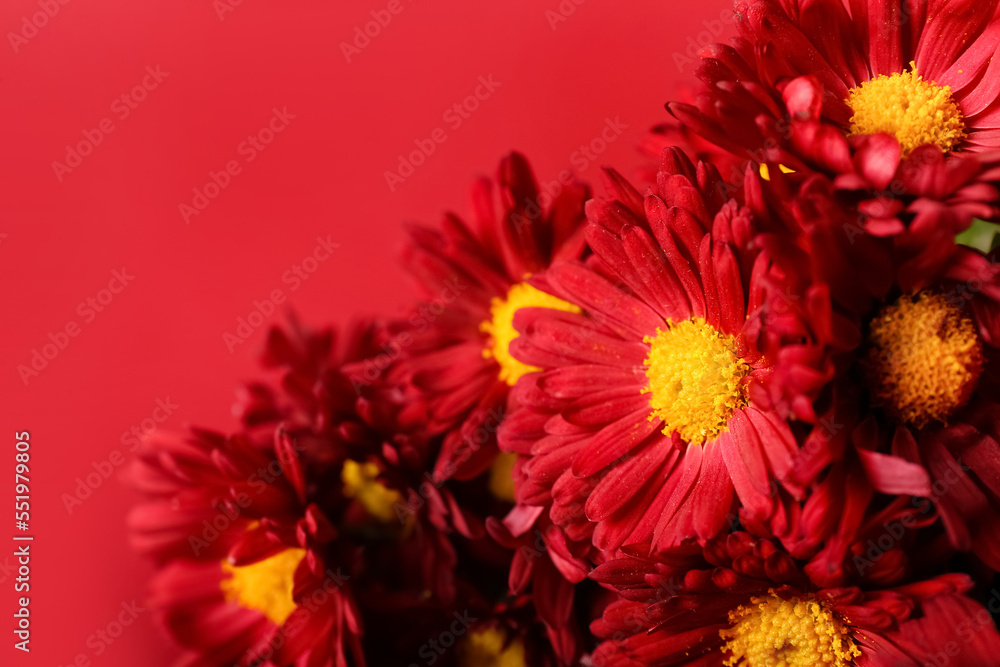 Fresh chrysanthemum flowers on red background, closeup