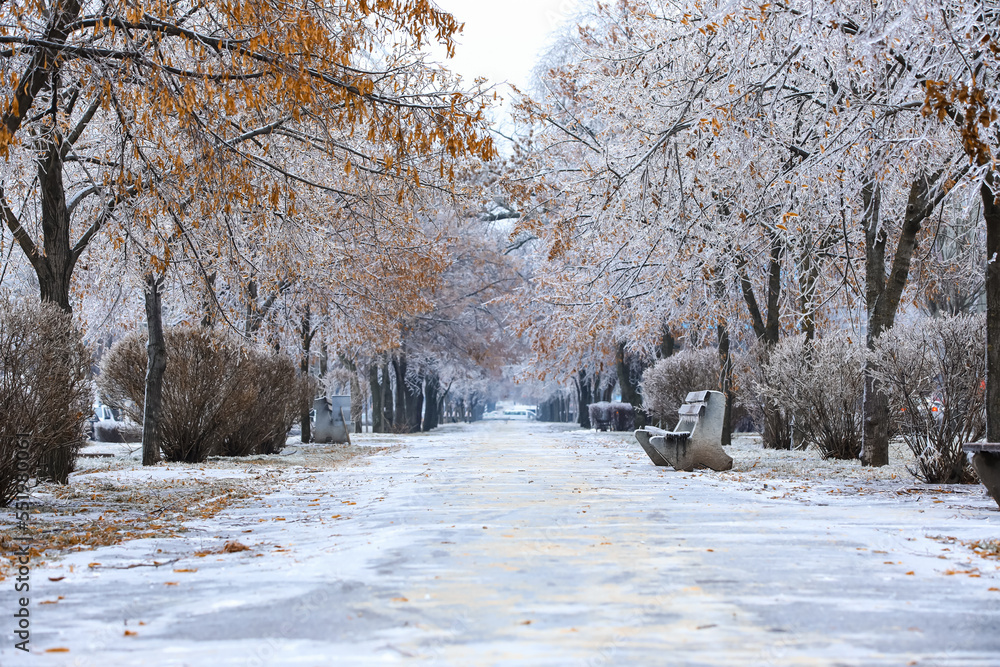 City park with icy trees on cold winter day