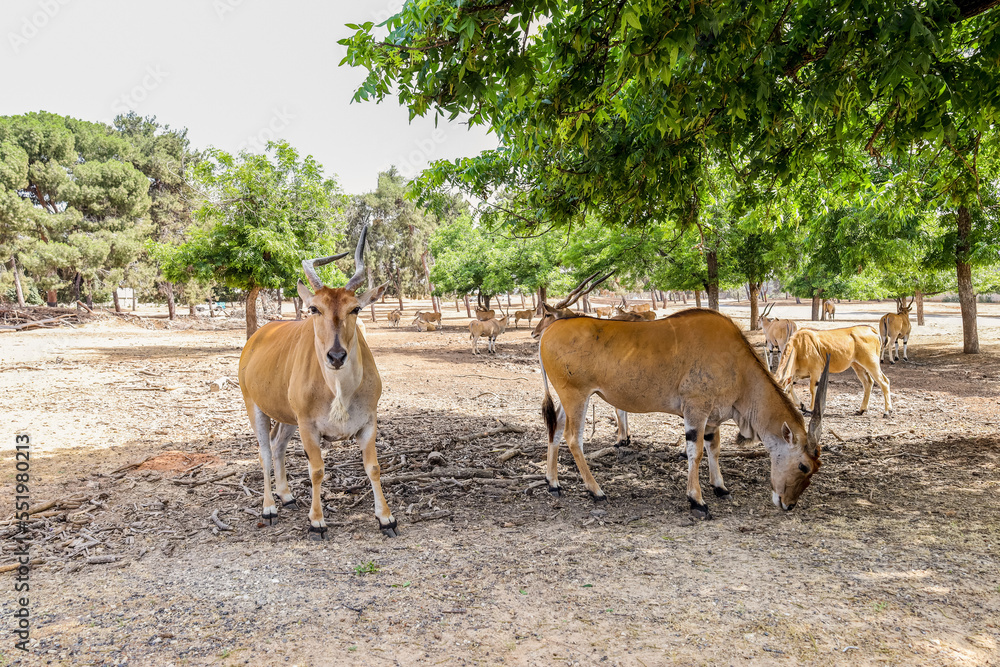 Elands (Tragelaphus oryx) in zoo