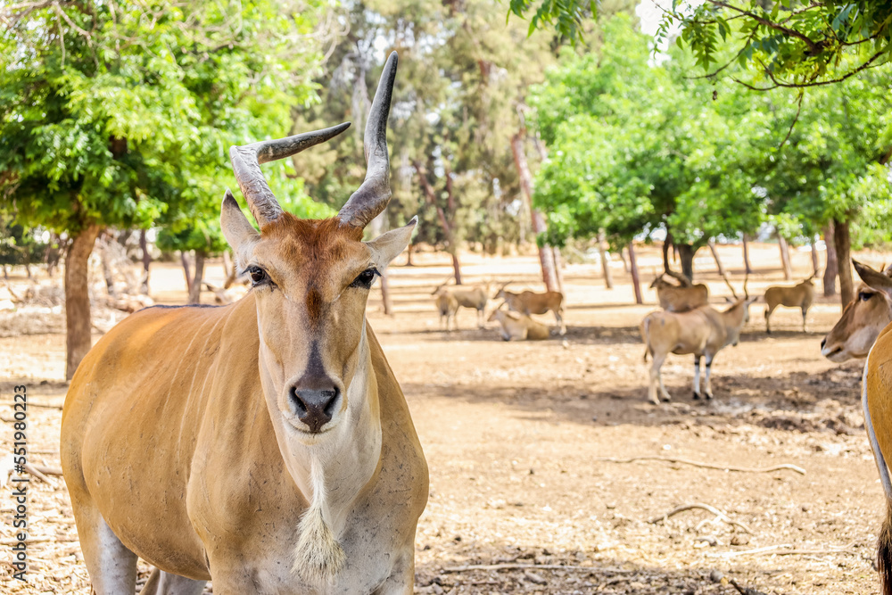 Eland (Tragelaphus oryx) in zoo