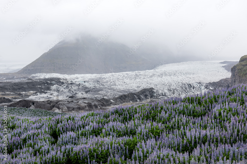 Typical Iceland landscape with glacier, mountains and lupine flowers field. Summer time