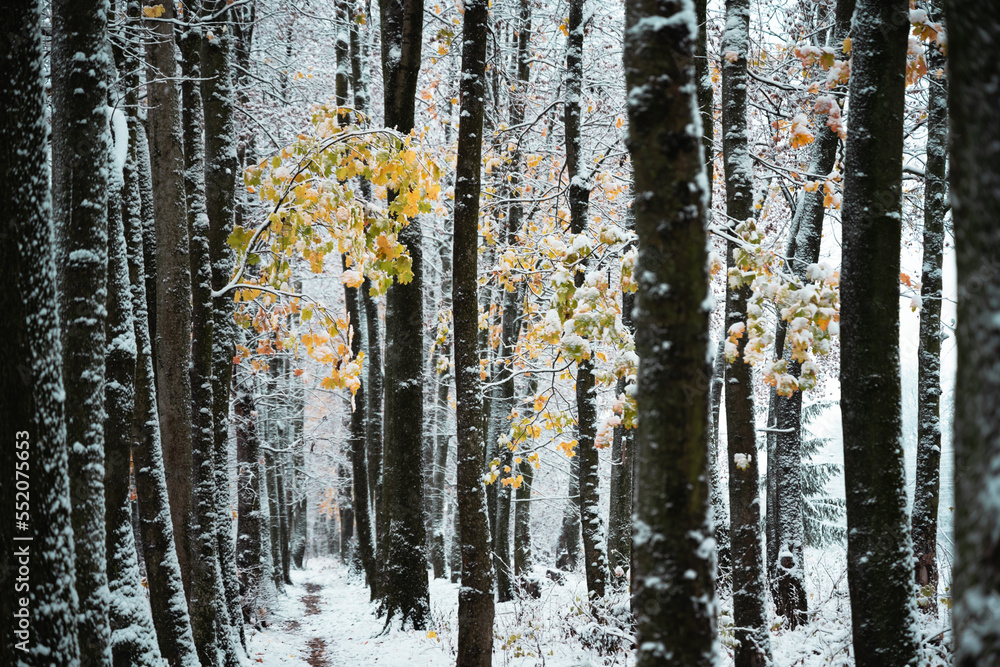 Majestic snowy alley with last yellow autumn leaves. Picturesque winter scene. Landscape photography