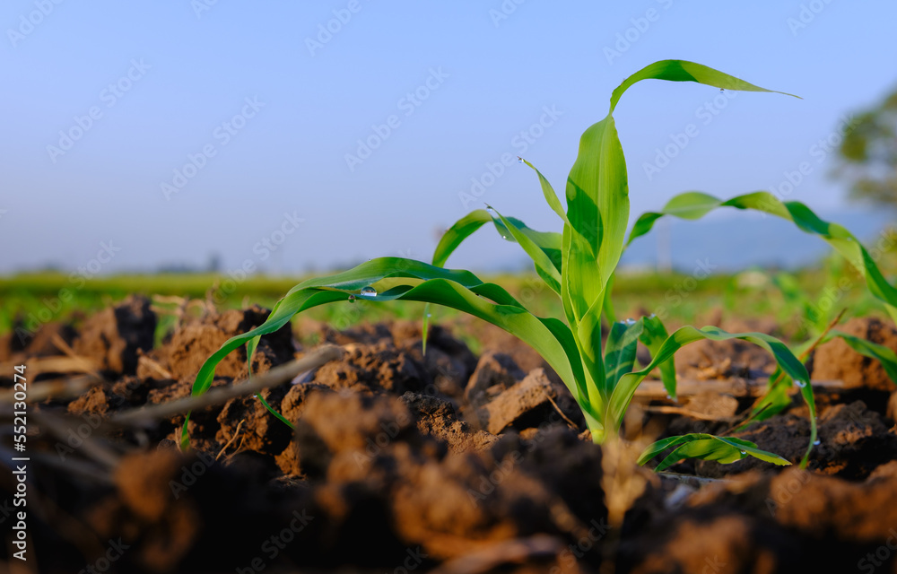 maize corn seedling in the agricultural plantation in the evening, Young green cereal plant growing 