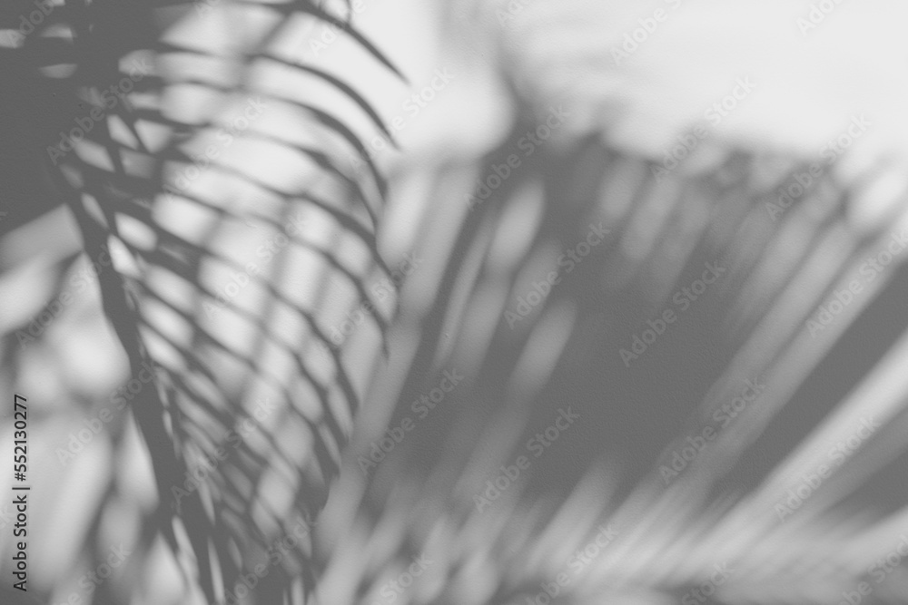 shadows palm leaf blur overlay on white wall texture background, summer concept, White and Black, be