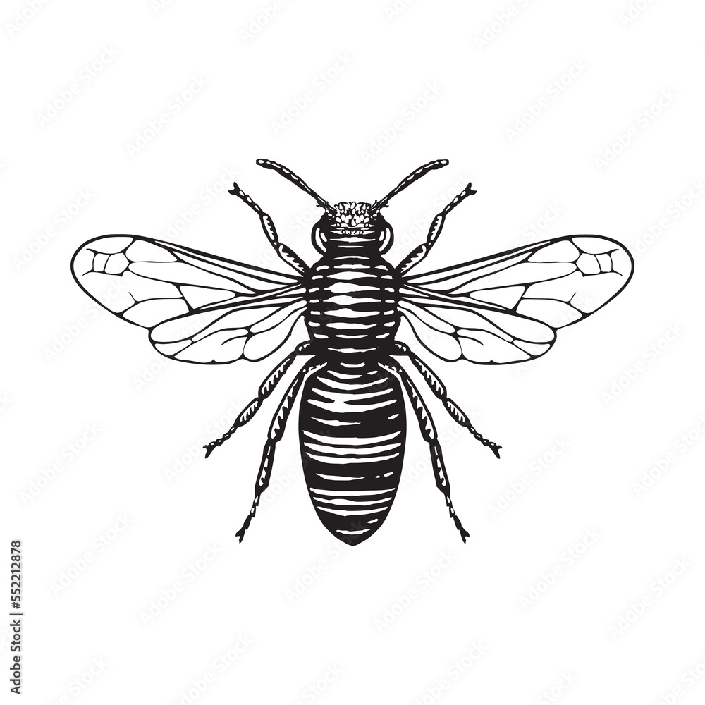 Illustration of a Honey bee in a vintage woodcut style. 