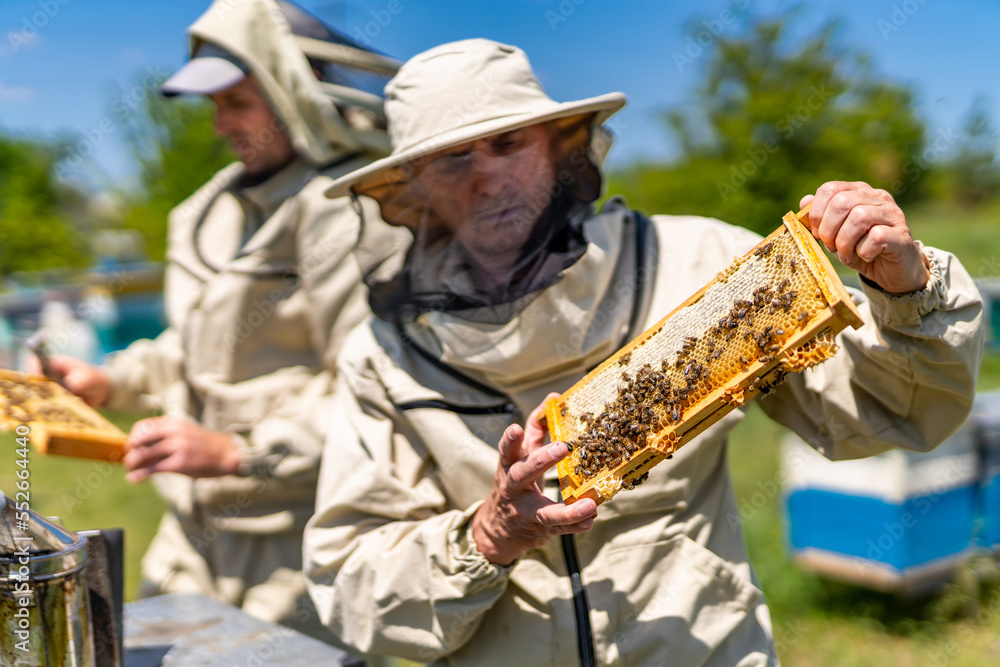 Beekeeping professional man working in apiary. Honey farming in protective suit.