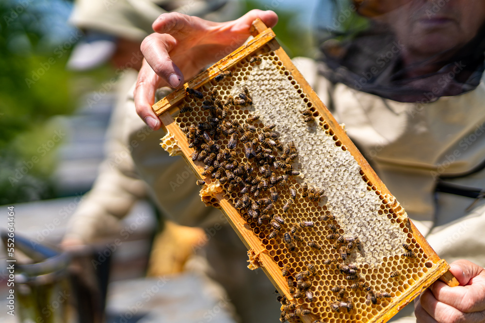 Natural summer honey farming. Beekeeping wooden beehive frame.