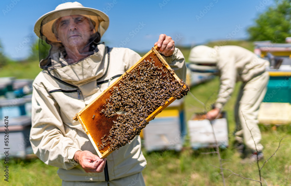 Beekeeping specialist holding wooden frame. Beehive farming worker.