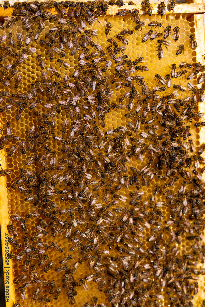 Organic honey farming with bees. Wooden beehive frame macro view.