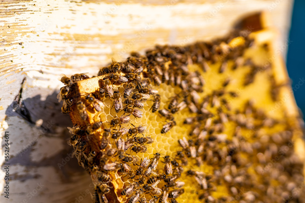 Wooden beehive frame macro view. Organic honey farming with bees.