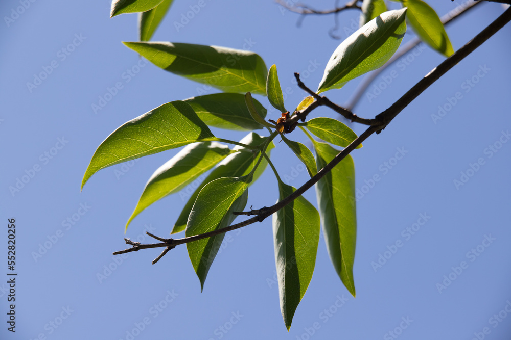 The young green leaves of the tree are the background of nature.