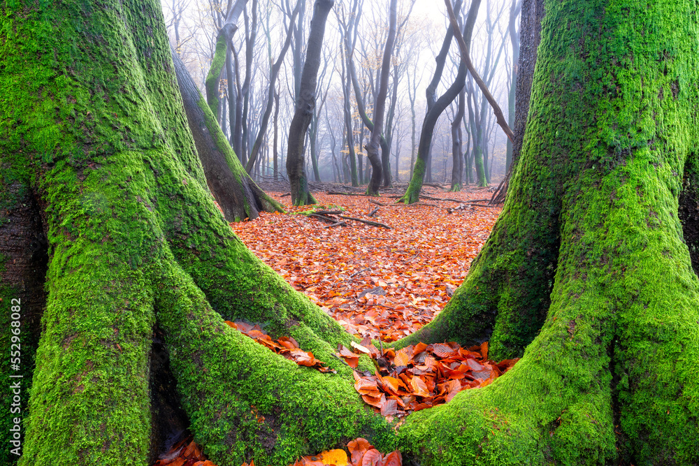 Autumn. Trees with moss in the misty forest. A view through the trees. Dense fog in an autumn forest