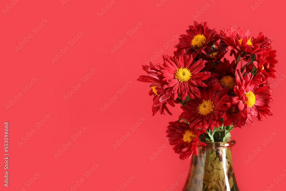 Vase with beautiful chrysanthemum flowers on red background, closeup