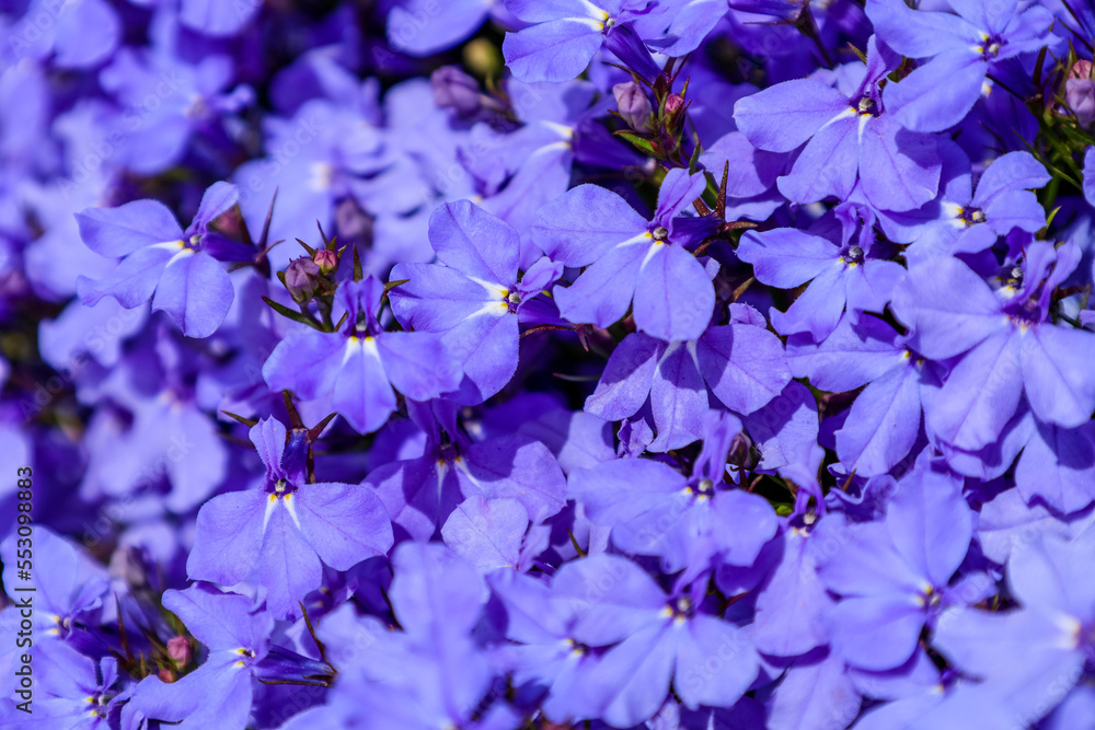 Beautiful purple flowers blooming outdoors, closeup