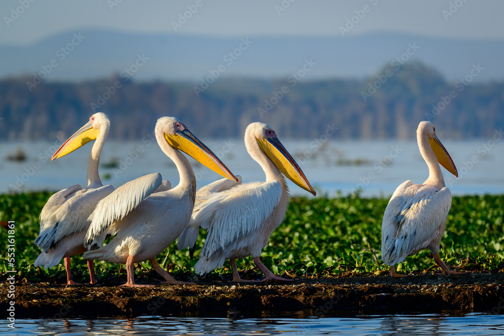 Great white pelican (also known as the eastern white pelican, rosy pelican or white pelican) (Peleca