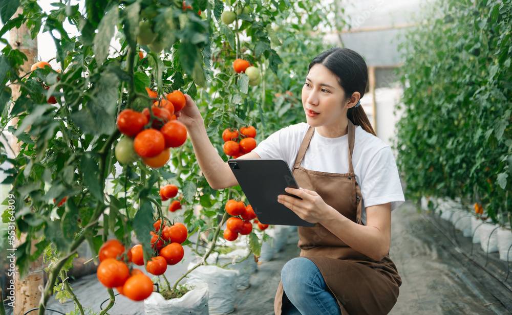 farmer woman watching organic tomatoes using digital tablet in greenhouse, Farmers working