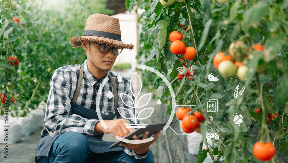 Agriculture uses production control tablets to monitor quality vegetables and tomato at greenhouse. 