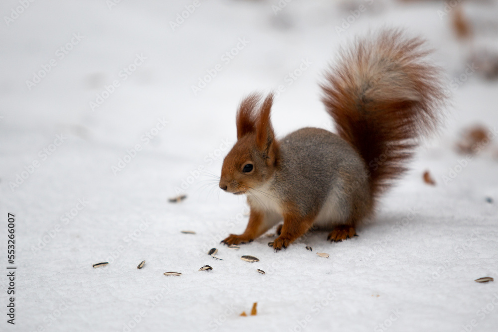 Wild forest squirrel in nature.