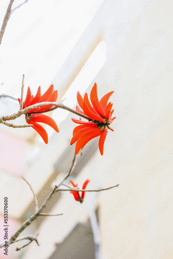 Tree with red flowers on city street, closeup