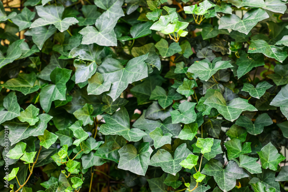 Bush of green ivy on fence