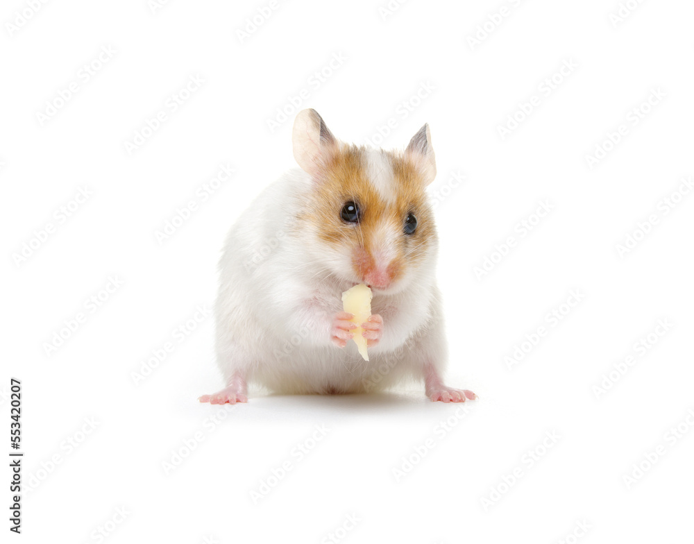 White syrian hamster eating