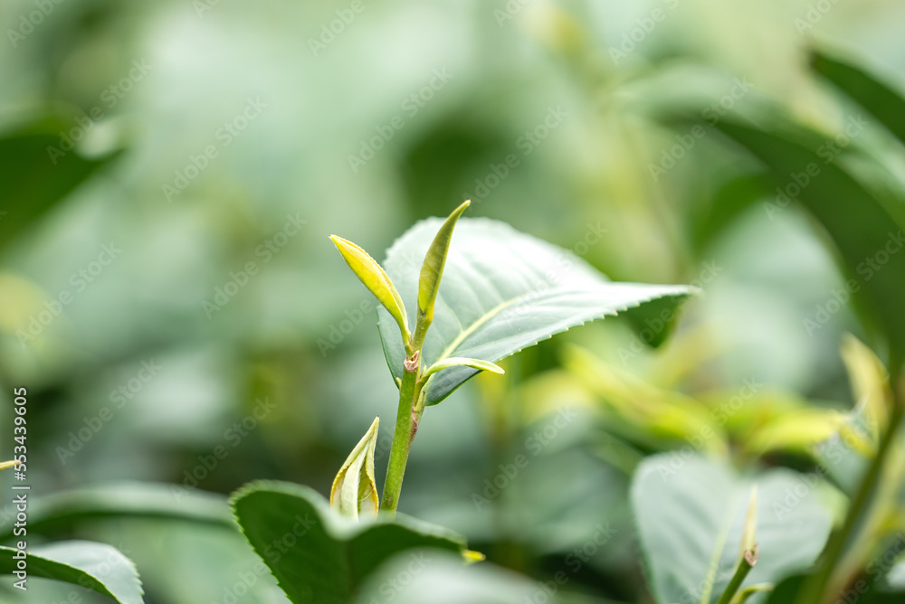 Beautiful green tea crop garden rows scene, design concept for the fresh tea product.