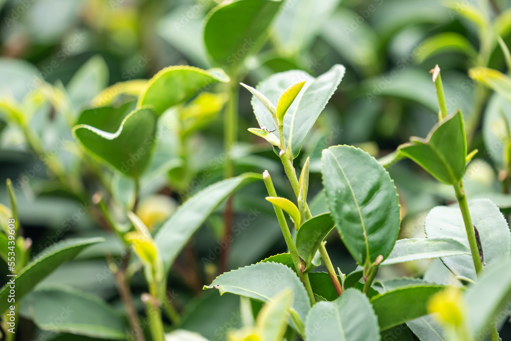 Beautiful green tea crop garden rows scene, design concept for the fresh tea product.