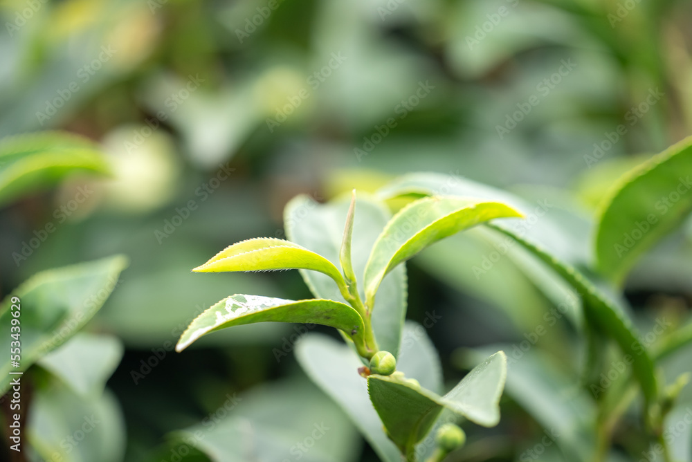 美丽的绿茶作物园一排排场景，为鲜茶产品设计理念。