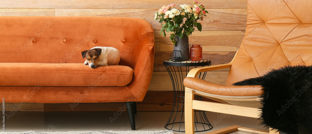 Vase with beautiful roses on table, comfortable armchair and Jack Russel terrier lying on sofa in li