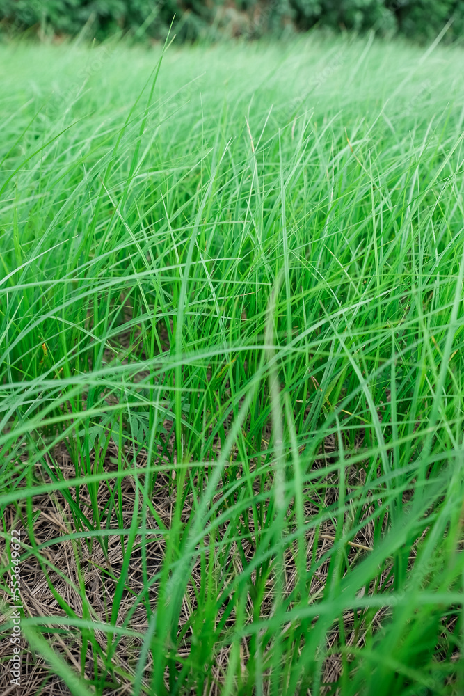 View of green field on summer day