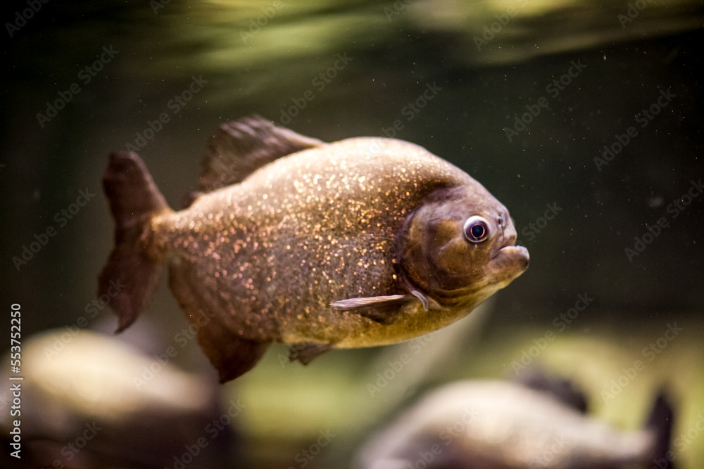 迪拜水族馆的水下野生动物与鱼类合影。